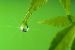 �X���C���[�W