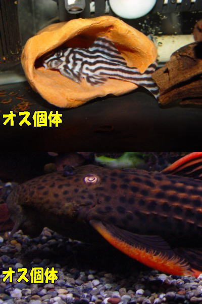 �_���Ă݂悤�A�v���R�̔ɐB