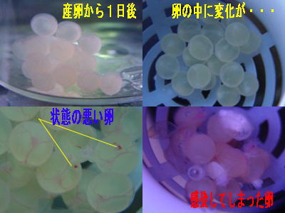 �C���y���A���[�u���̗�