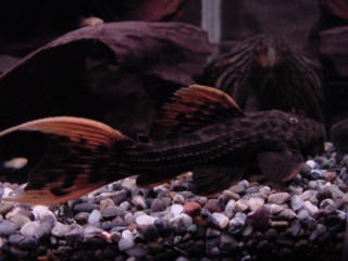 �E���g���X�J�[���b�g1