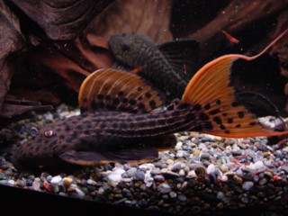 �E���g���X�J�[���b�g2