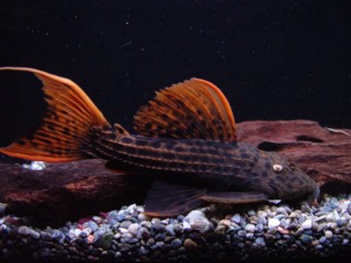 �E���g���X�J�[���b�g2
