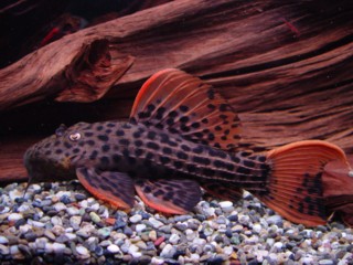 �E���g���X�J�[���b�g2