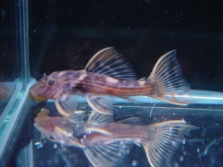 �E���g���X�J�[���b�g1
